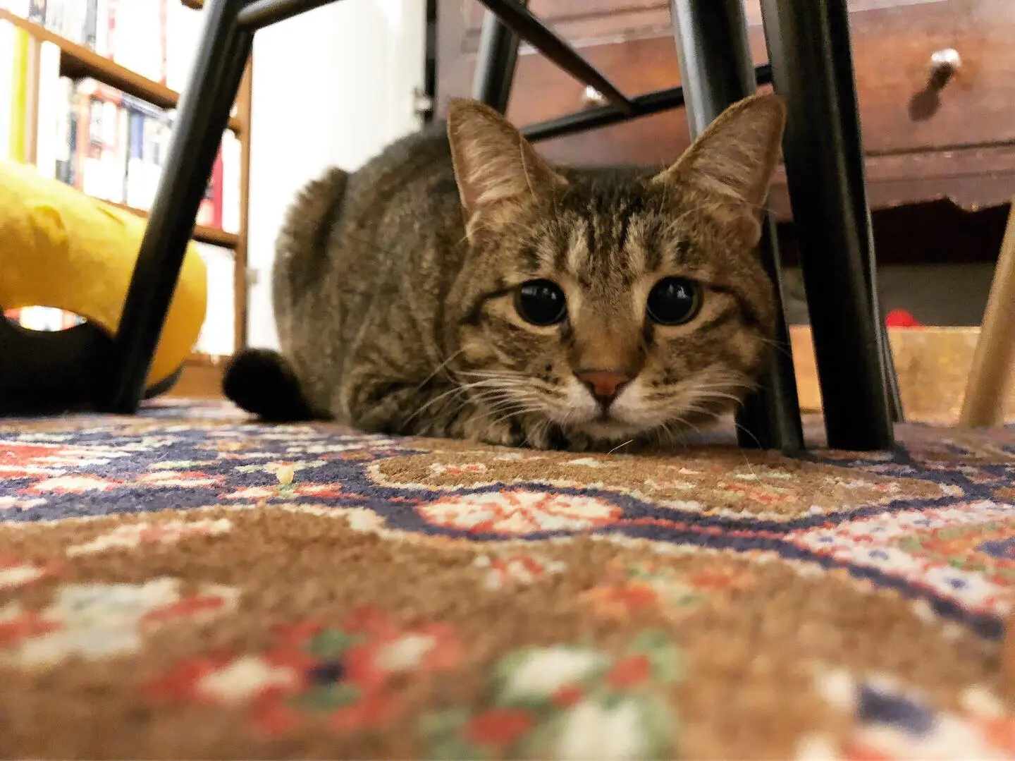 うるうるした瞳で飼い主を見る雑種・サンちゃん