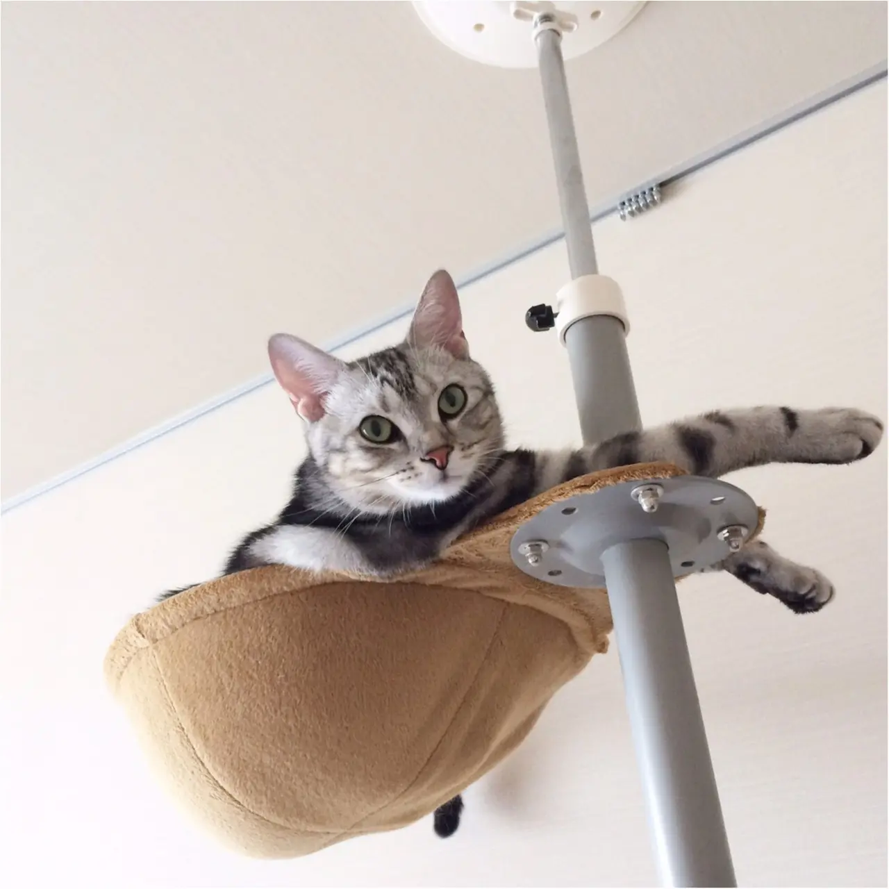 【今日のにゃんこ】今日もなんにもないにゃ~。アランくんの自宅警備員生活_1