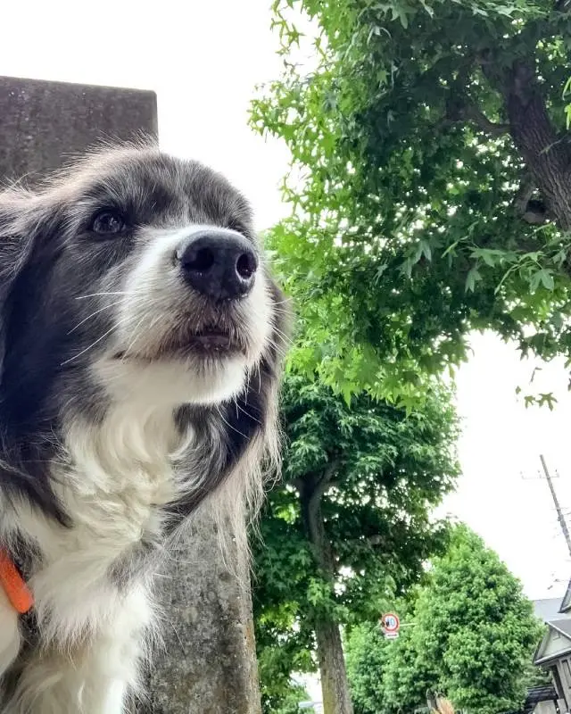 お散歩を終え、家の前でクールダウン中の犬・メルちゃん