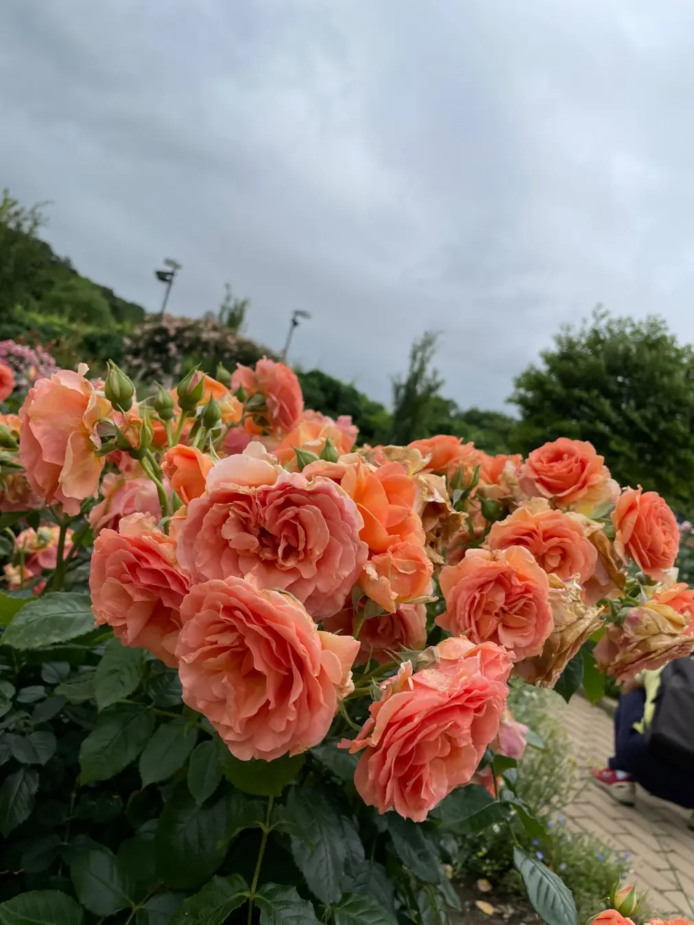 【薔薇満開】あしかがフラワーパークに行ってきました_7