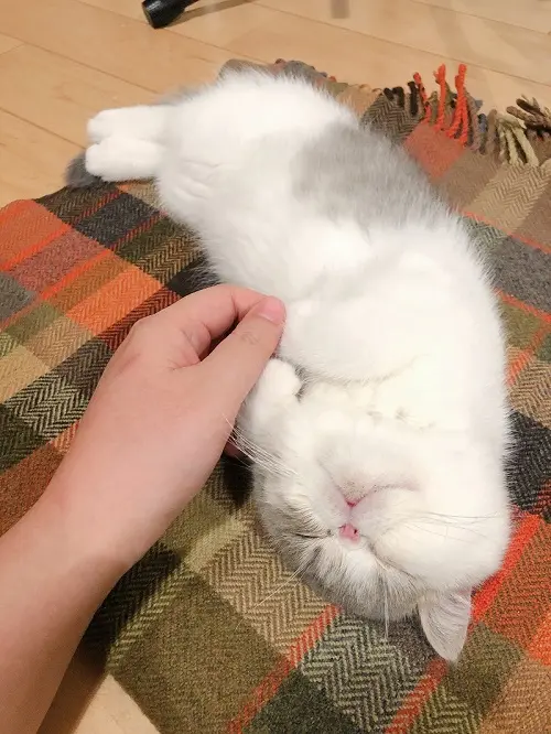 あおむけで眠る猫・こたつくん
