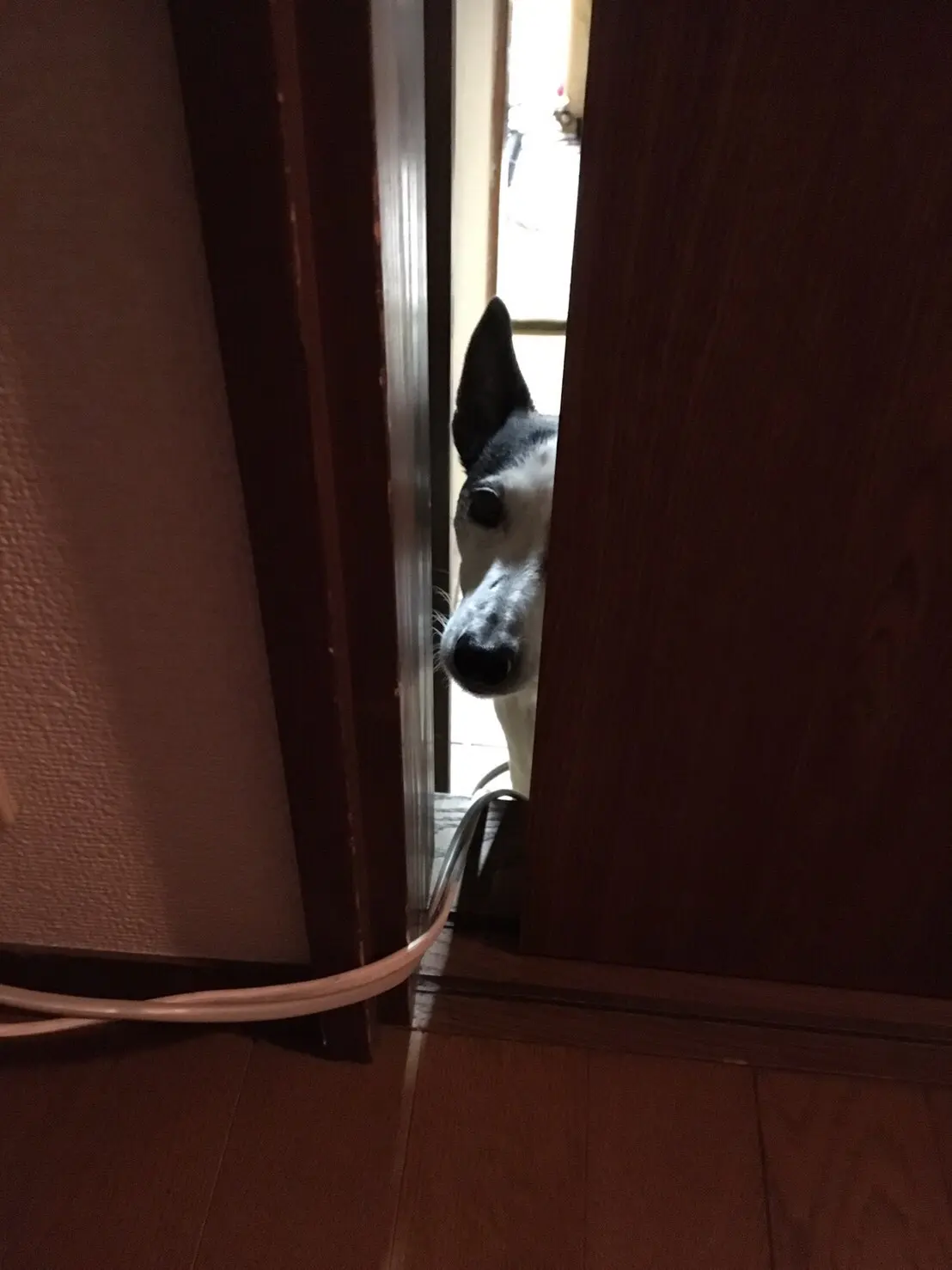 【今日のわんこ】テツくん、なかなか出てこない飼い主をのぞく_1