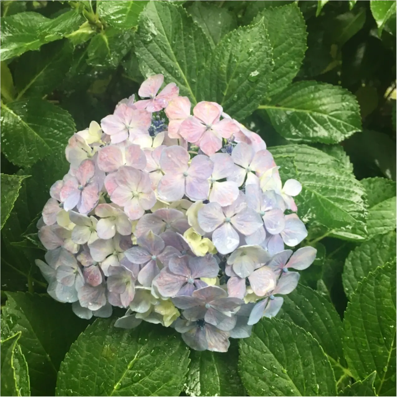 梅雨の時期に見たい♪紫陽花の名所へおでかけ…*見つけたハートの紫陽花♡_7