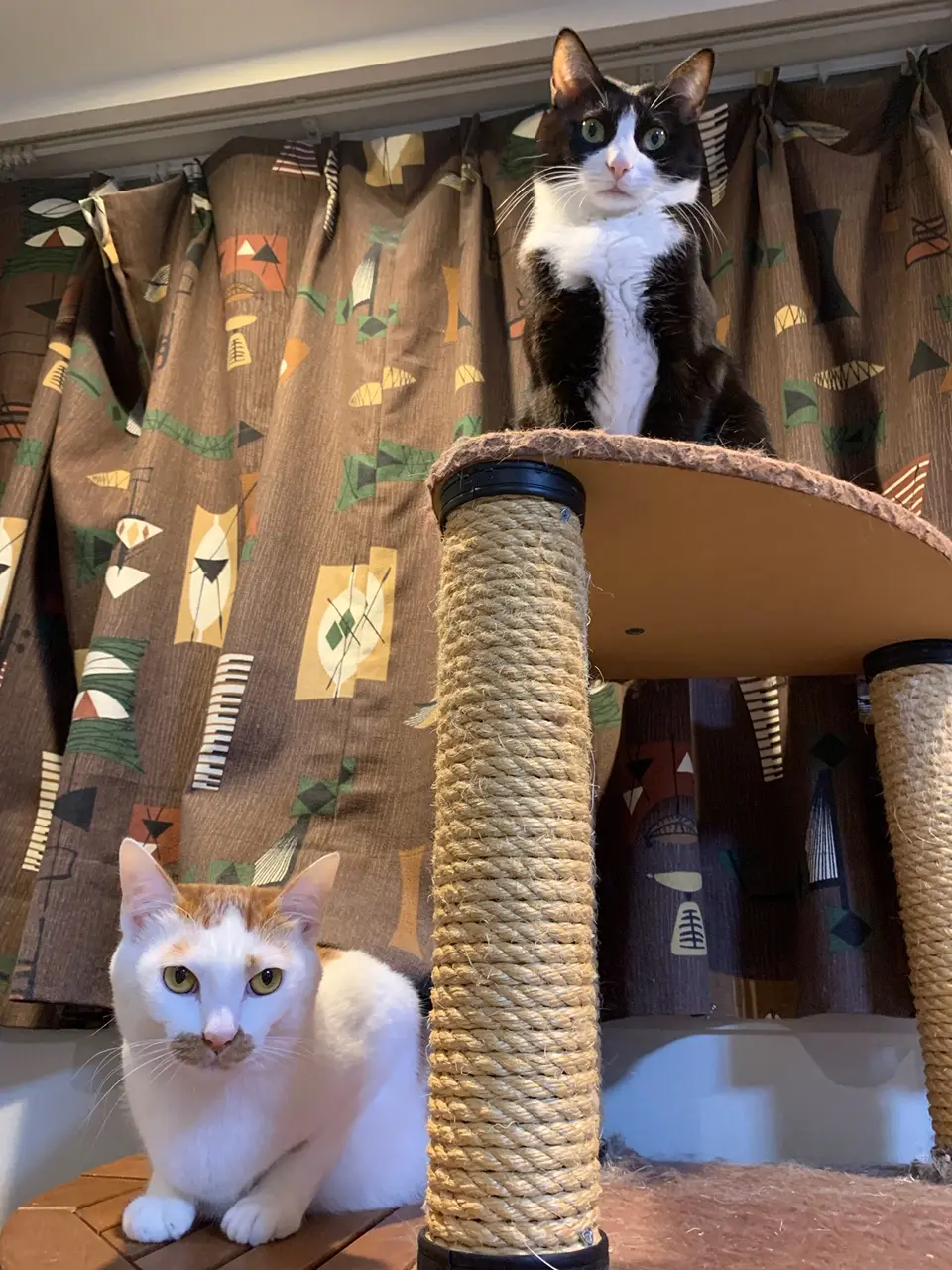 【今日のにゃんこ】ルウくんとラビくん、リビングを守ってる!?_1