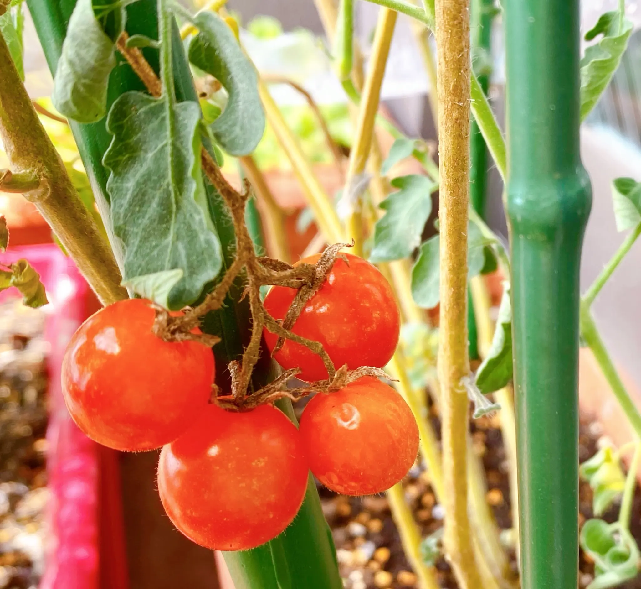 【ゆとり農園、収穫!】ベランダ夏野菜でおうち時間のおうちご飯_2