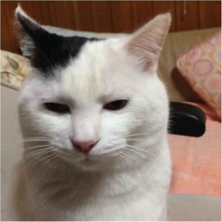 猫好き集まれっ♡ 今日のにゃんこ✳︎モアハピver♡_9