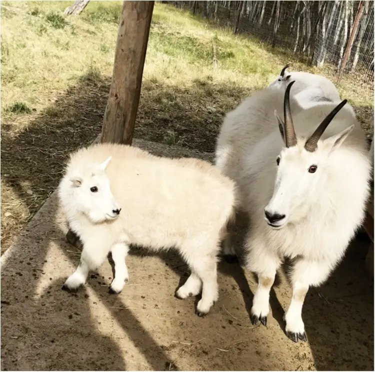 うたうゆきこがお届け✨シーズン到来!カナダオーロラへの旅✨その8_1