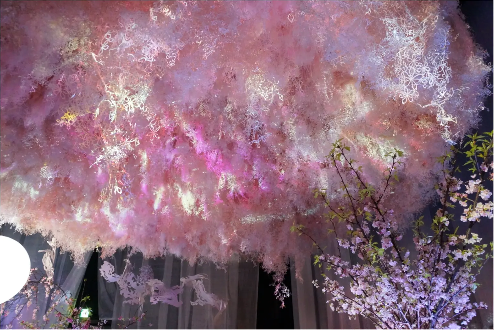 日本いち早く満開の桜を見るなら❤️【fLOWERS by Naked】に行ってきました!_19