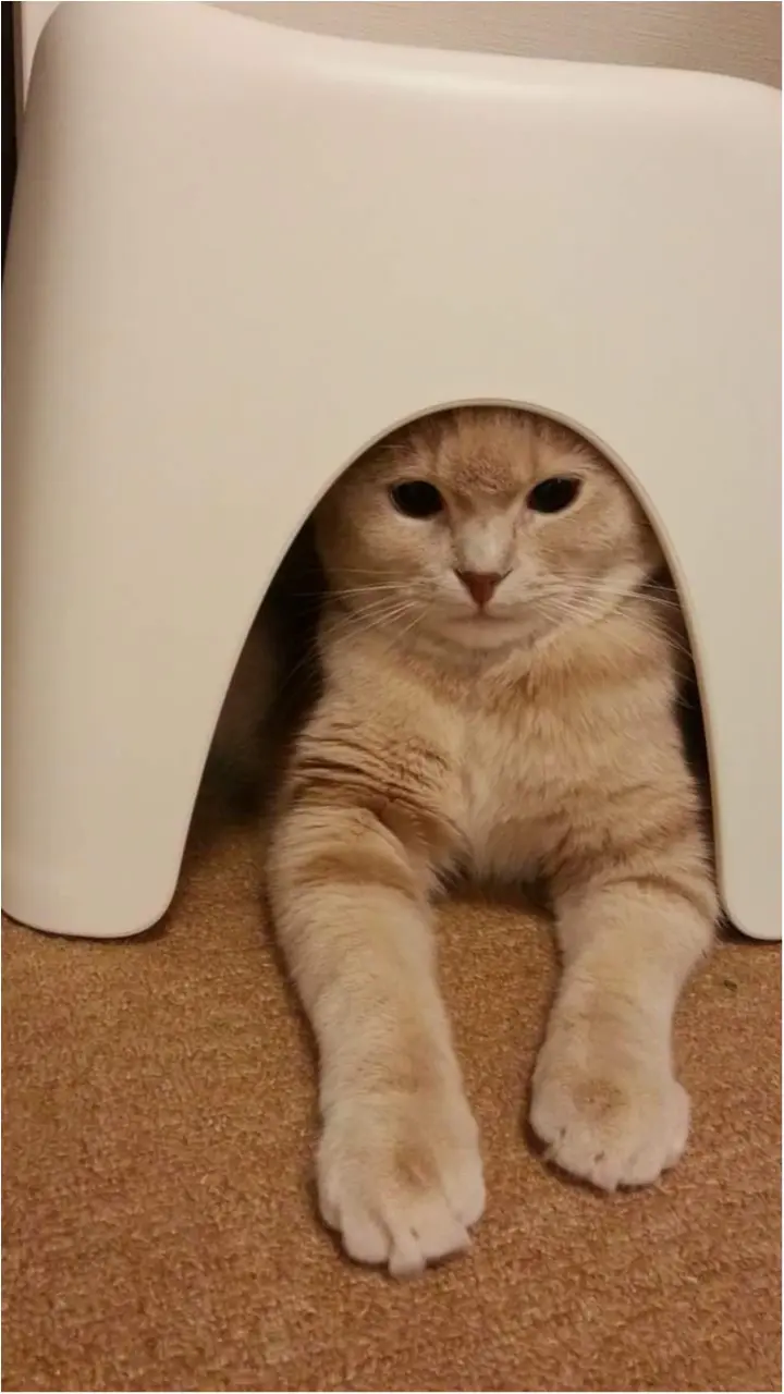 【今日のにゃんこ】あれ? 出られない? ニコくんは困惑中_1