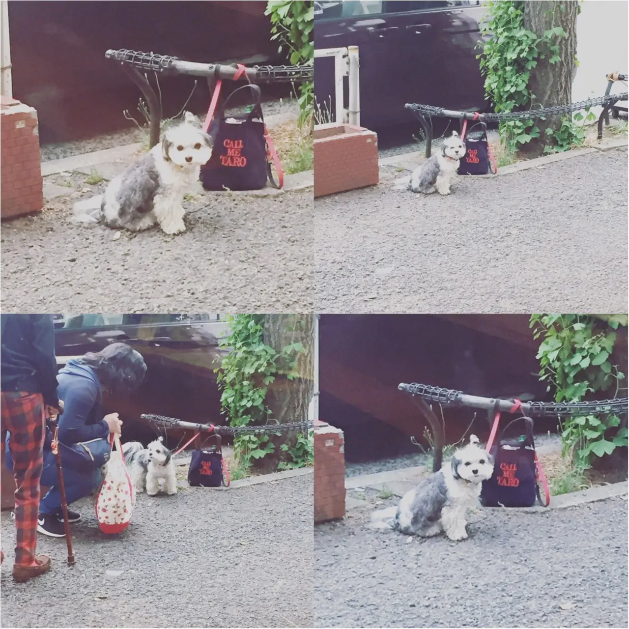 【今日のわんこ】ママ、まだかな? お外で待ちぼうけの太郎くん_1