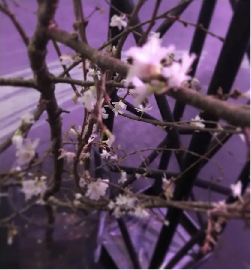 【Flower by NAKED】生花と映像のコラボ♡ フォトジェニックな秋に咲く桜を見てきました♡_3