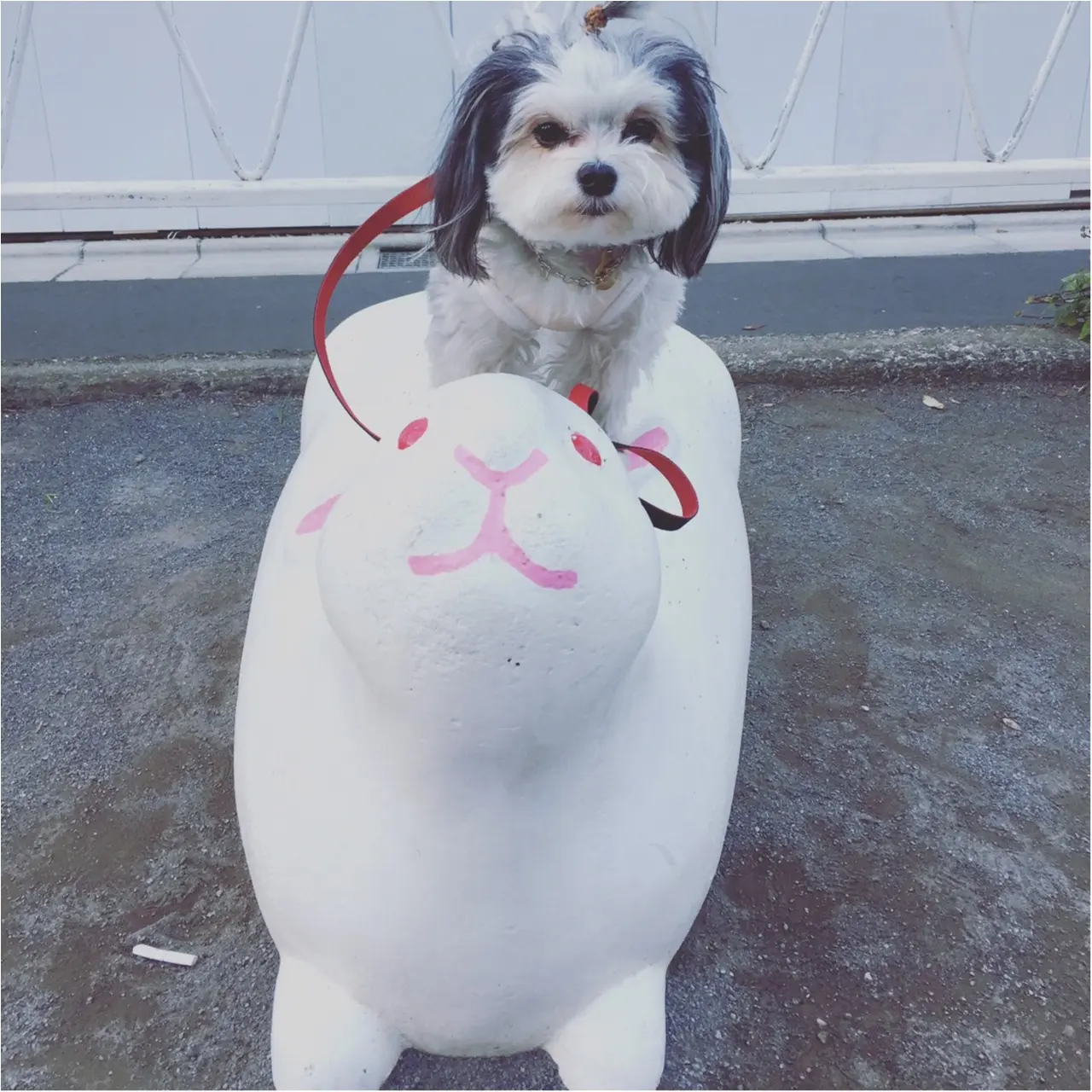 【今日のわんこ】レッツゴー! 太郎くん、うさぎに乗るの巻_1