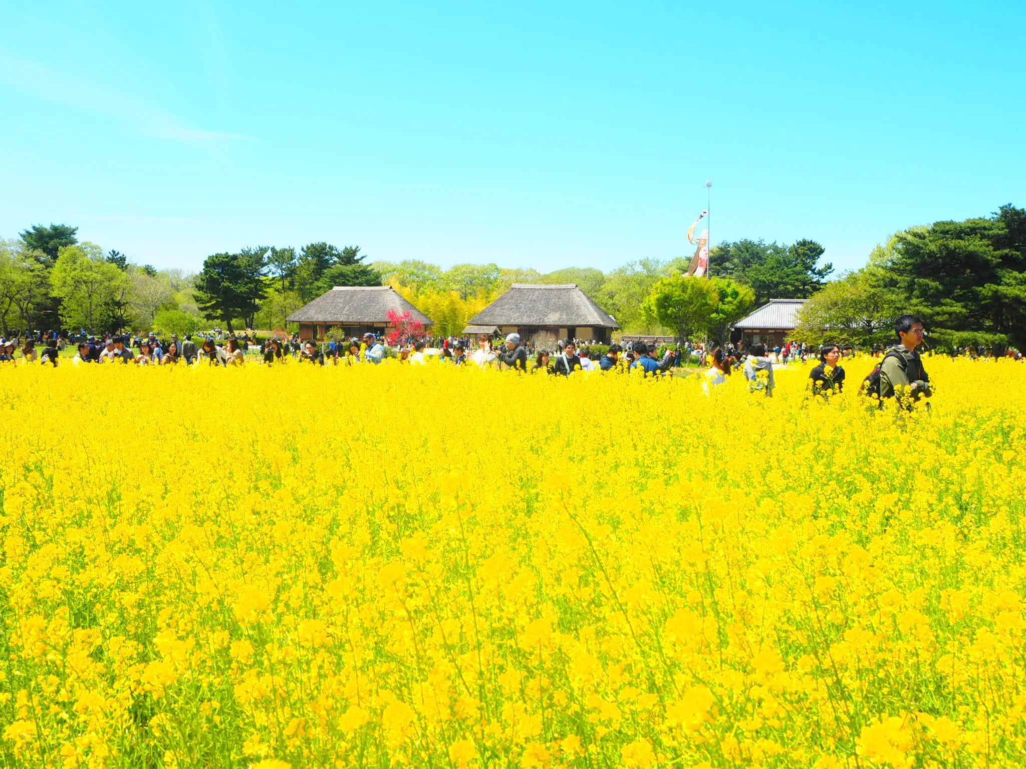 【GW】東京からも近い!!ひたち海浜公園ネモフィラのバスツアーに行ってきました♡_5