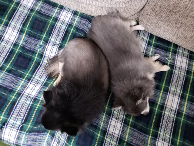 【今日のわんこ】ごんくんと寄り添い仲良く眠るててまる_1