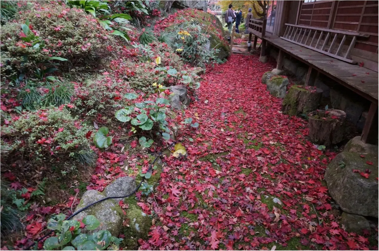 【関西おでかけ】のんびり散策できるオススメ紅葉スポット_6