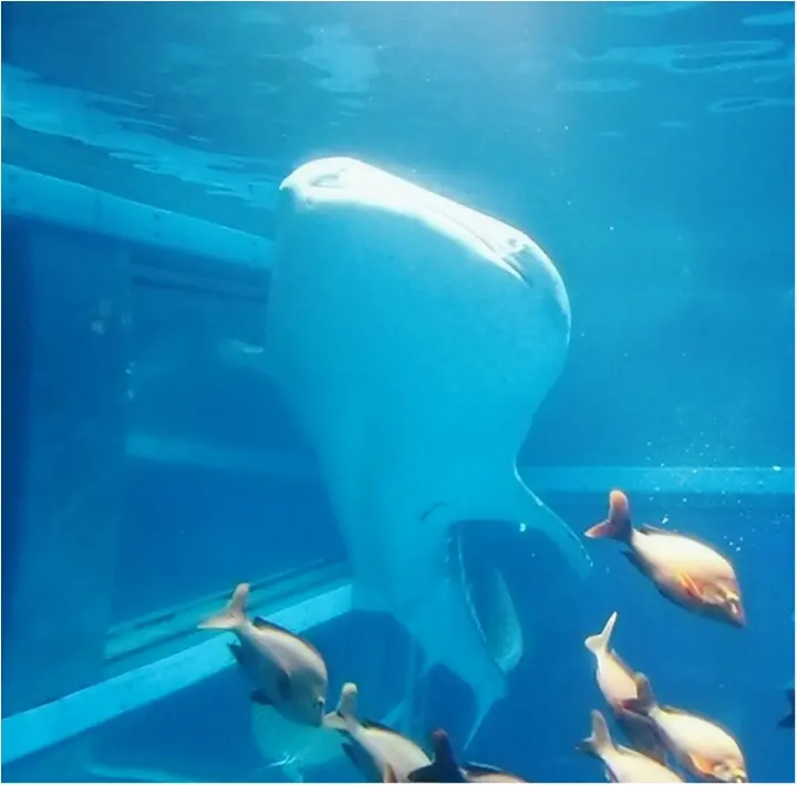 とっても可愛い!【海遊館】でペンギンの赤ちゃんが生まれましたよ!!(443 まゆ_15