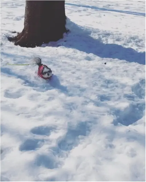 【今日のわんこ】なんてキレイなんだろう! 太郎くんは雪にうっとり_1