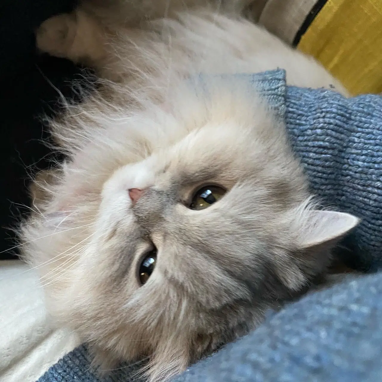 膝の上で甘える猫・ココンちゃん