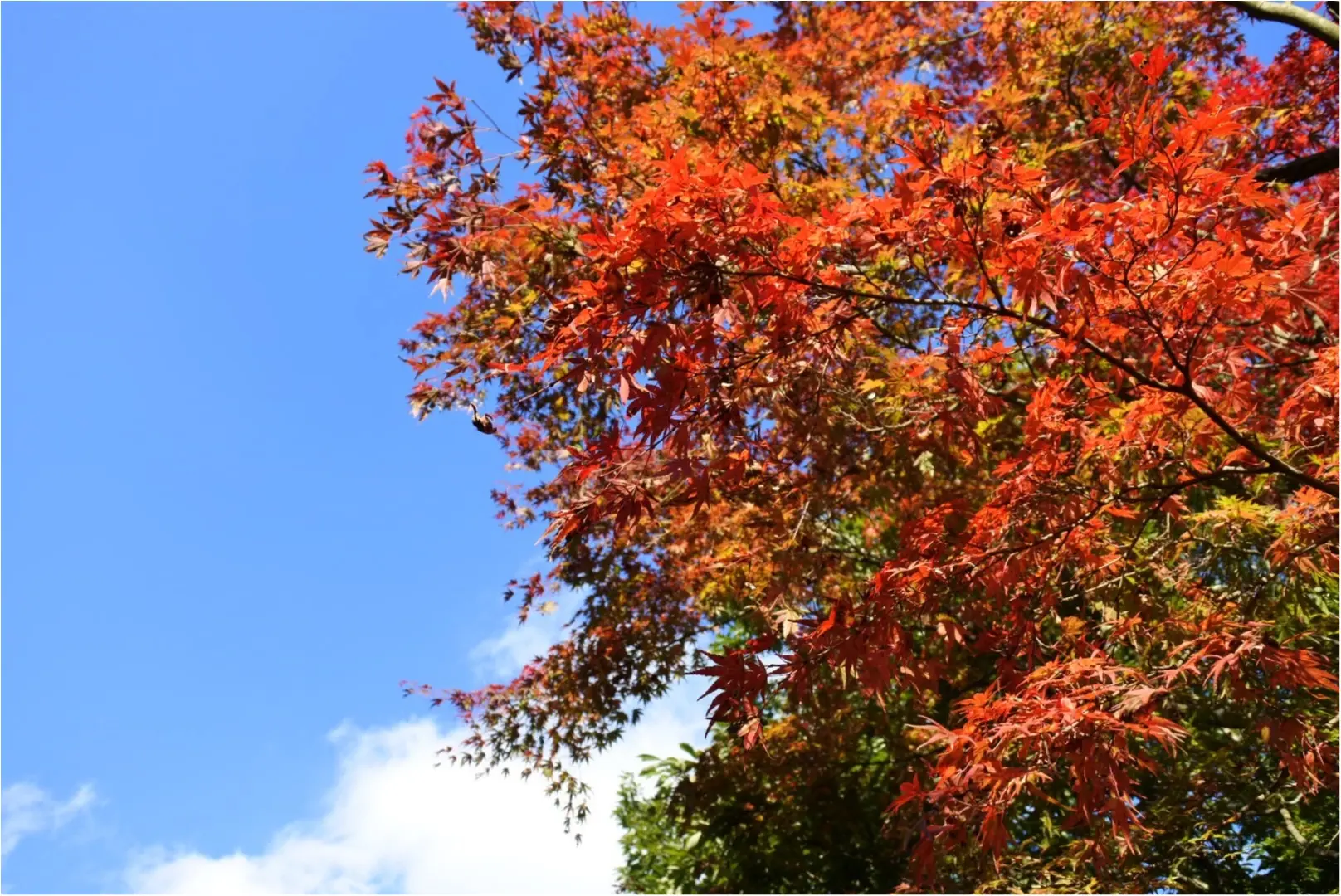""まだ見てない!紅葉滑り込みスポットの高尾山へGO!””NO.452/こりー_1