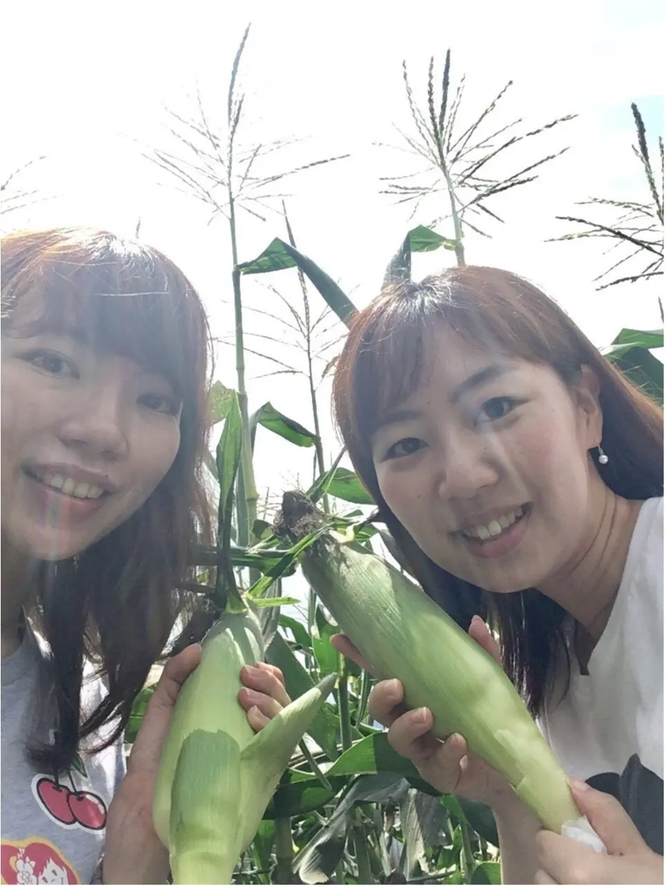 【HISバスツアー】60万本の奇跡!明野ひまわり畑と「清里テラス」&収穫体験ツアー_6