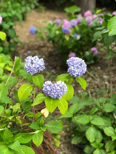 あじさい寺に行きました⭐︎_6