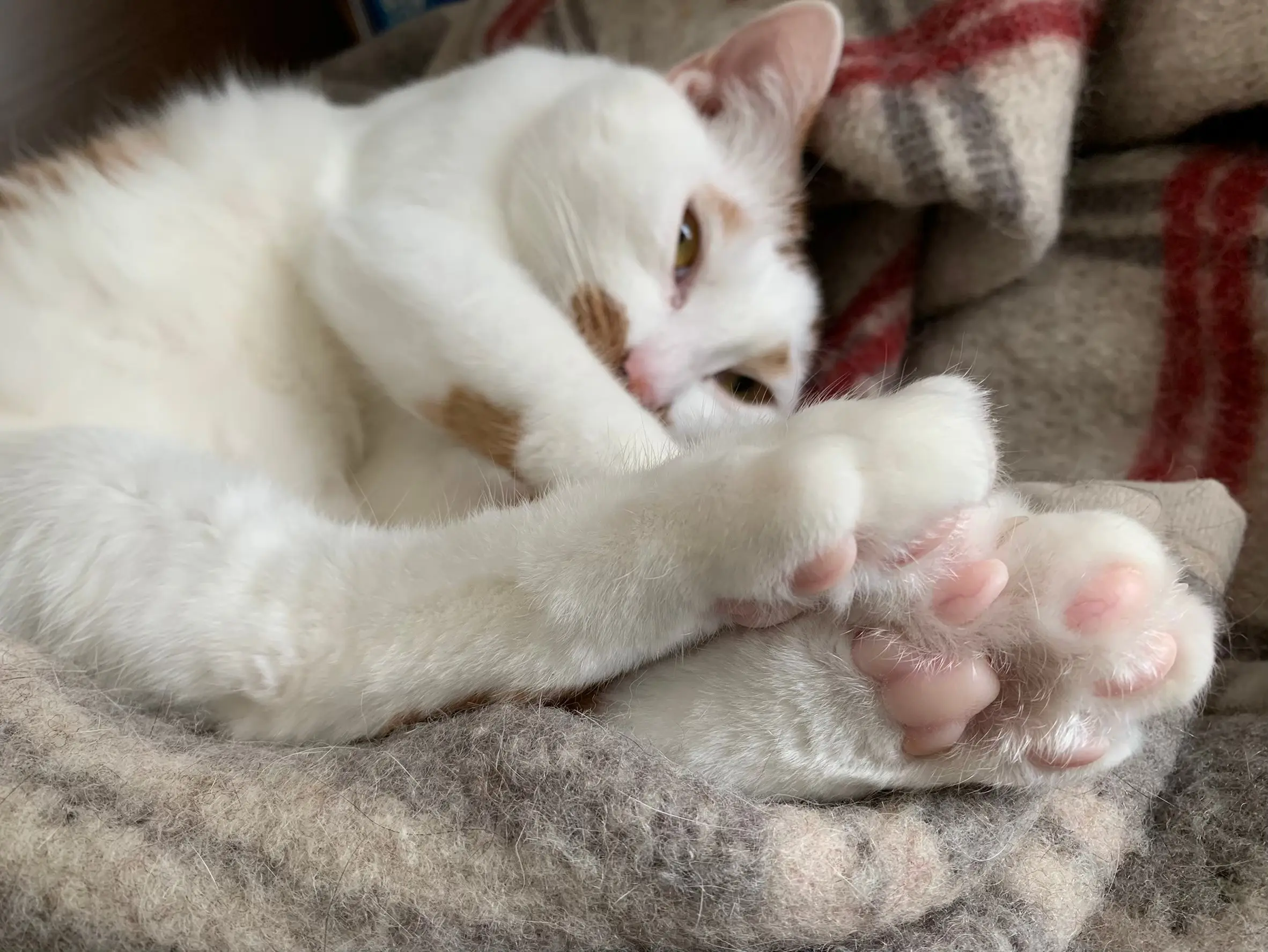 ベッドの上で前屈をする猫・ラビくん