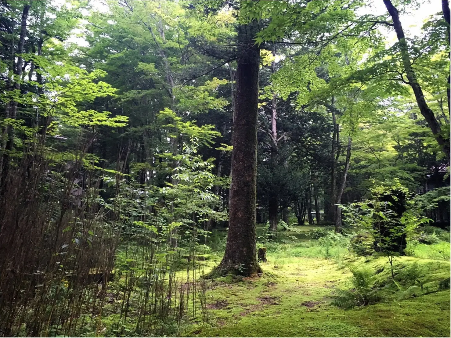 夏は避暑地の軽井沢へ★②貸し自転車でのんびーりゆの散歩_8
