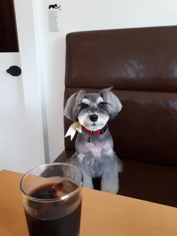 コーヒーを見つめる犬・サクラちゃん
