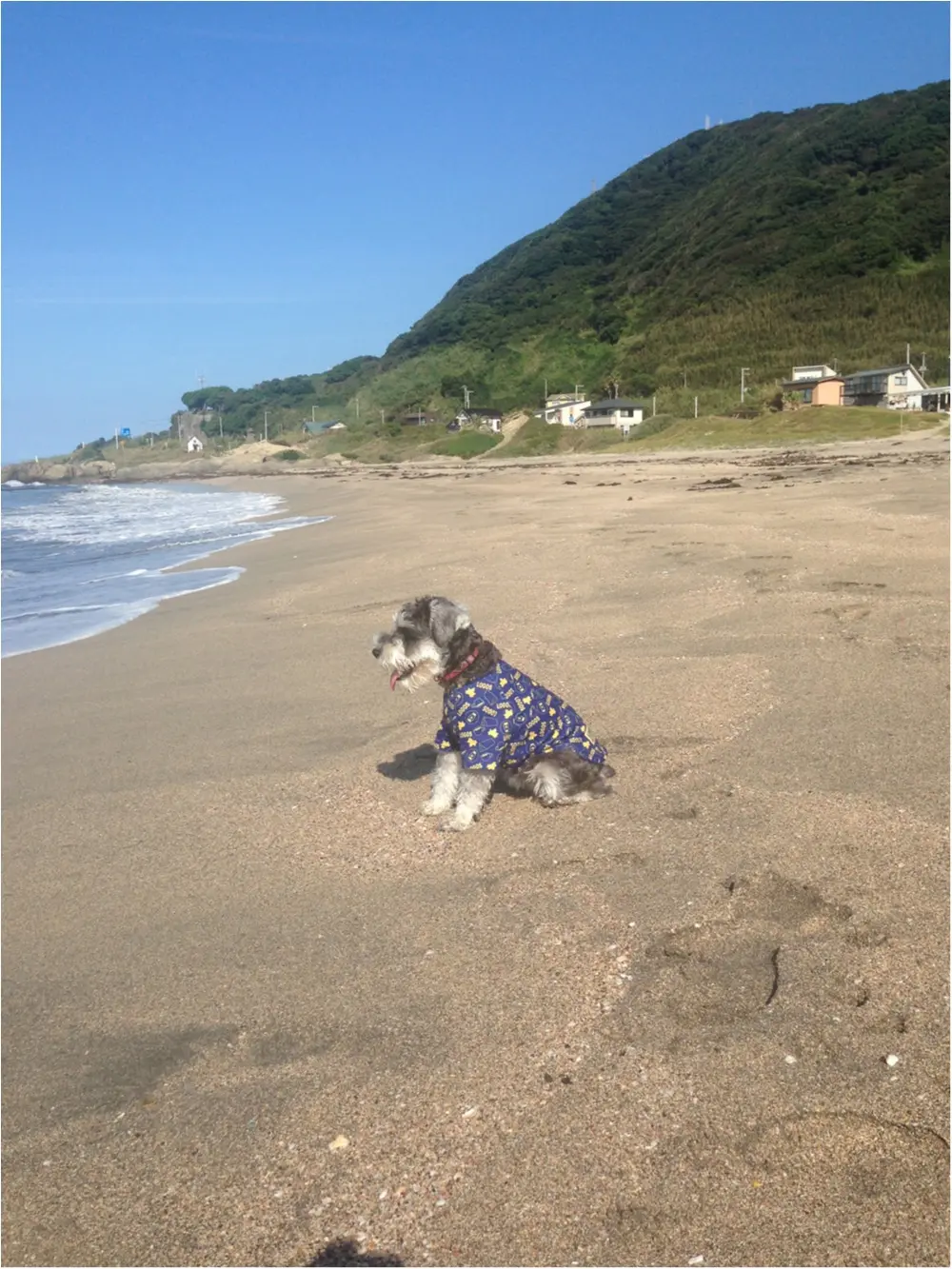 【今日のわんこ】びっくり! 海を初めてみたサクラちゃん_1