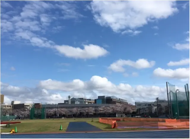 【桜通信】週末で散っちゃう!?最近の桜事情_5