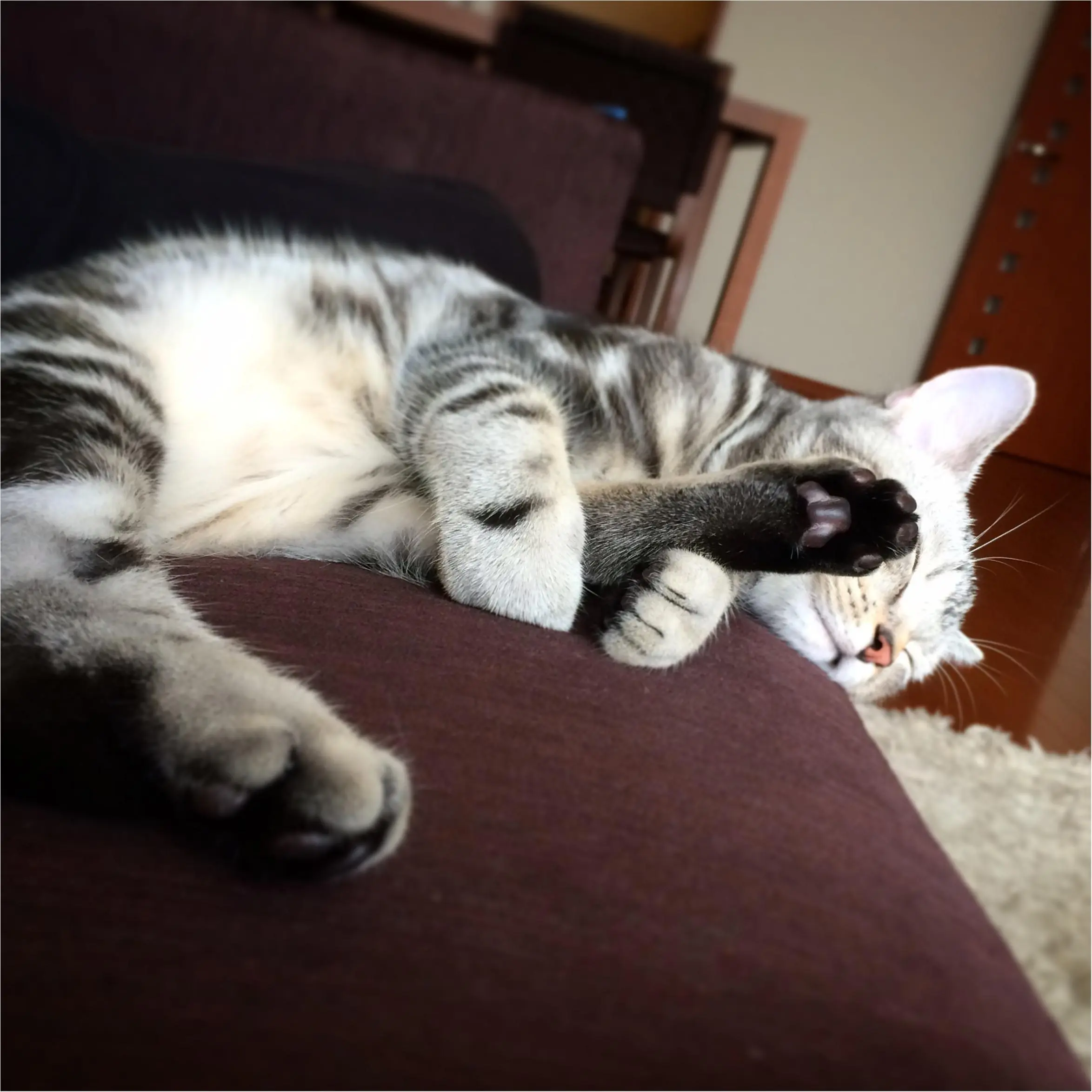 今日のにゃんこ アランくん アメリカンショートヘア_1