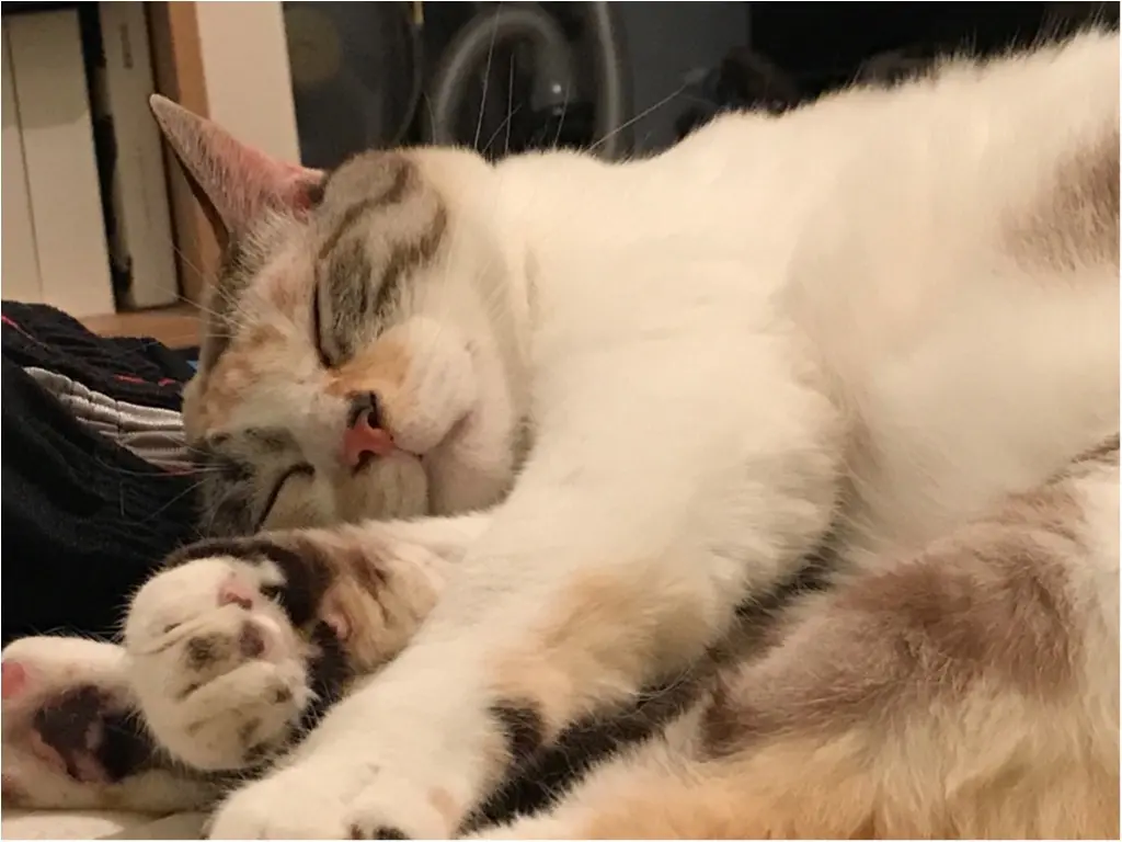 【今日のにゃんこ】ぐっすり寝すぎ!? 冬眠してしまいたいゆきちゃん_1