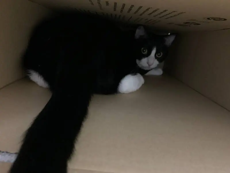 ダンボールの間に挟まる猫・ルウくん