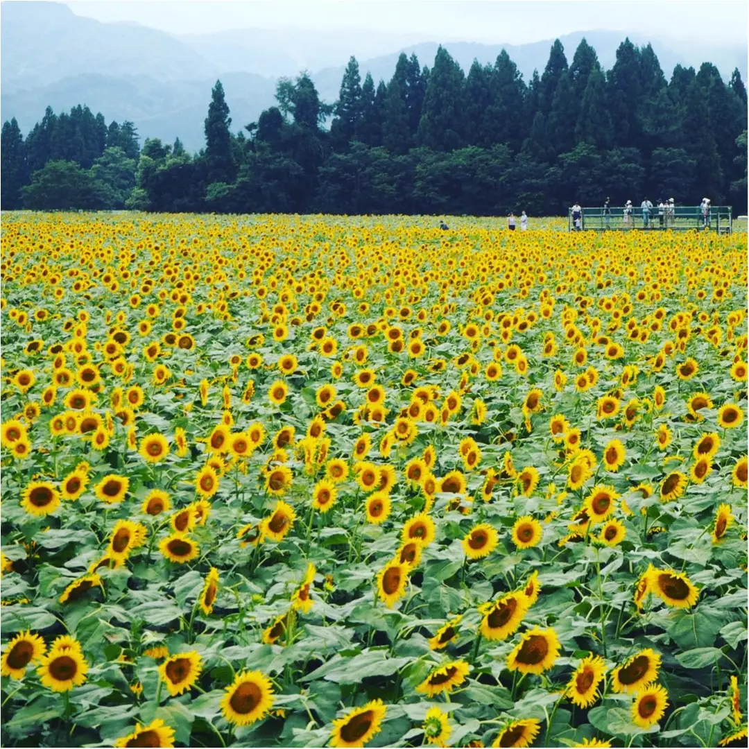 【都会に疲れた方におすすめ★笑】今年の夏休みは自然の中で癒されてきました(*´꒳`*)_5