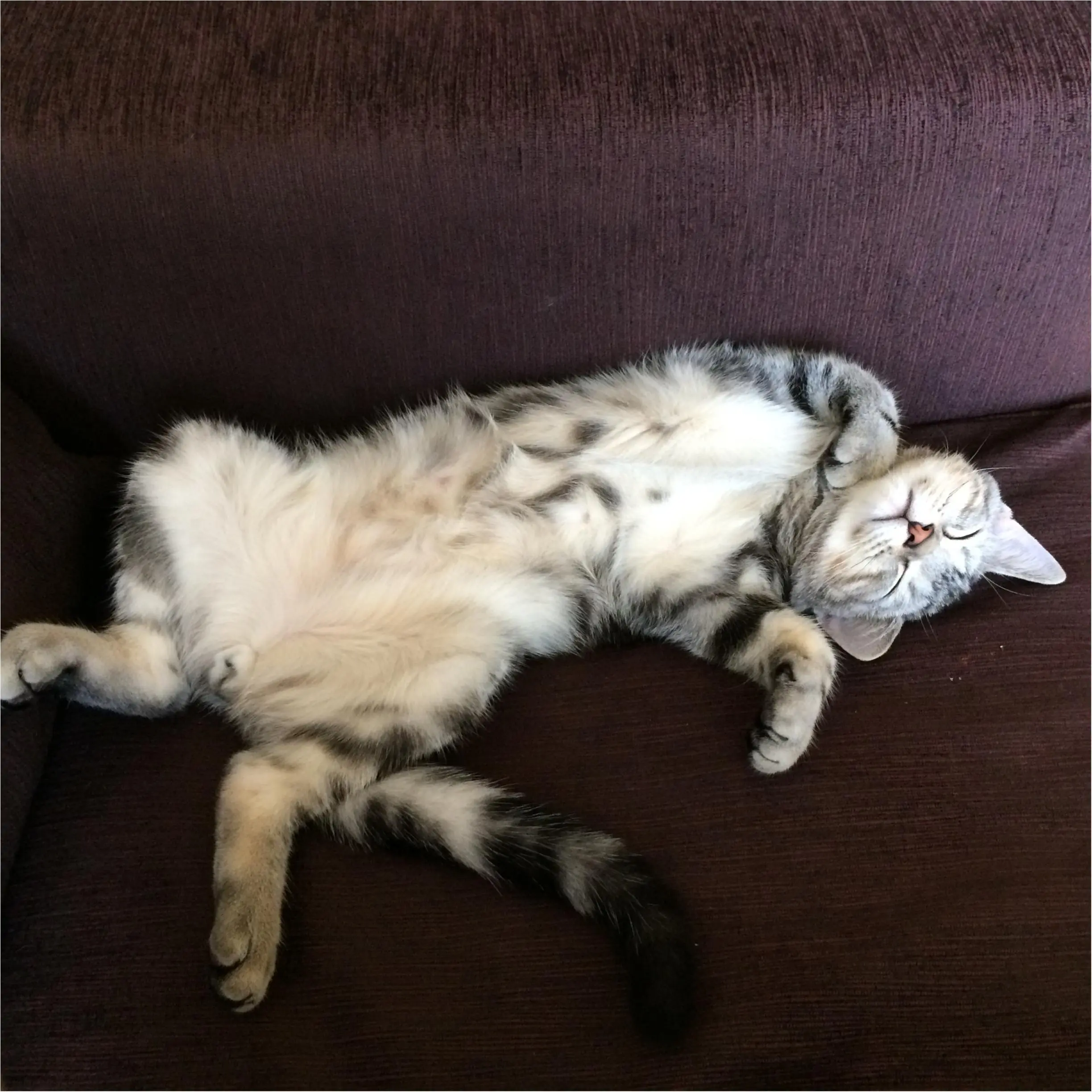 本日のにゃんこ アランくん アメリカンショートヘア_1