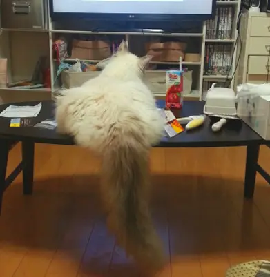 本日のにゃんこ カイくん_1