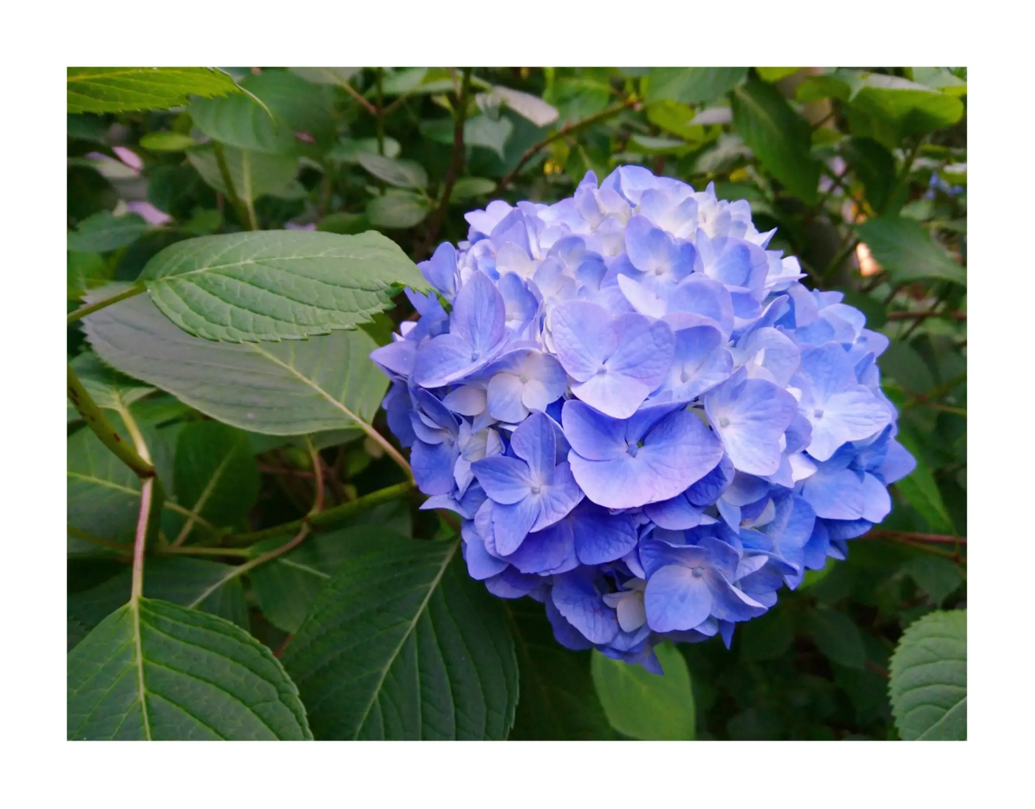 【散策】新緑が美しいこの季節は、鎌倉がおすすめ! ~ 紫陽花が見頃です ~ _7