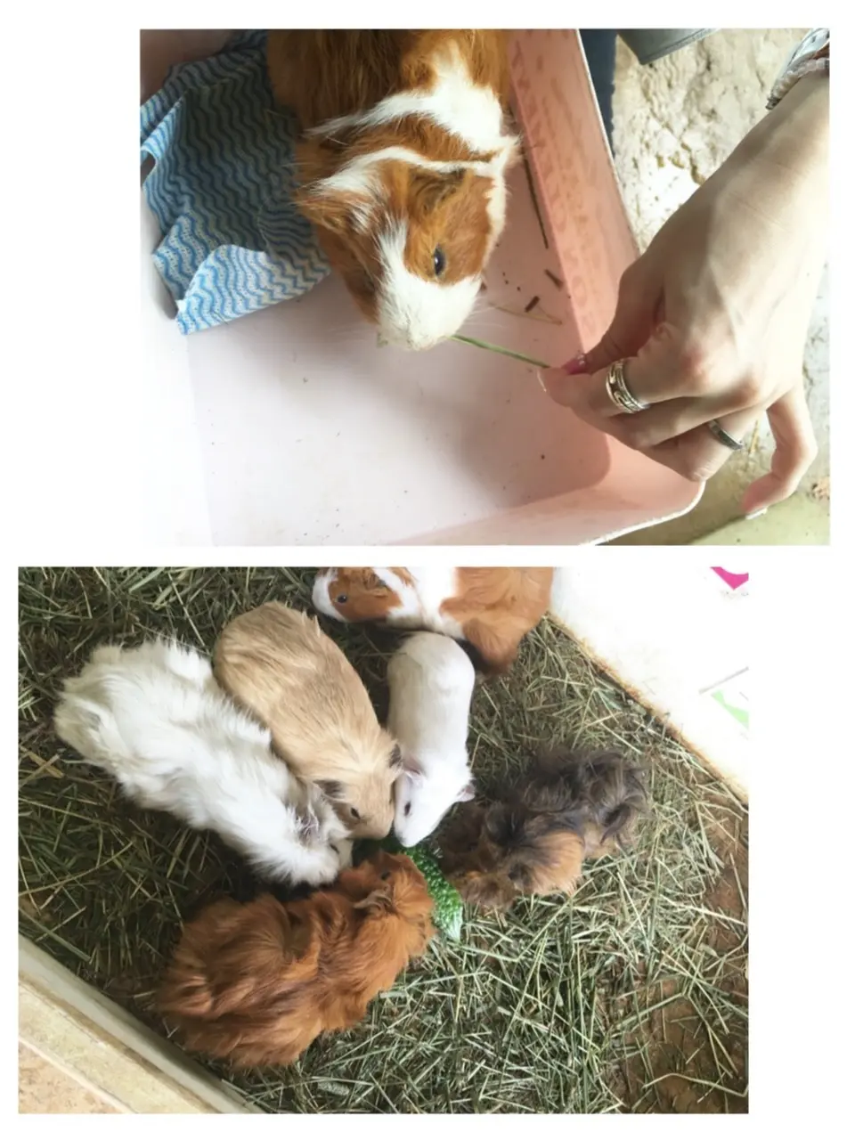 ♡【都内から1時間ちょっと】ひまわり畑見てきたよー♡モアハピ◡̈のぞみ♡_11