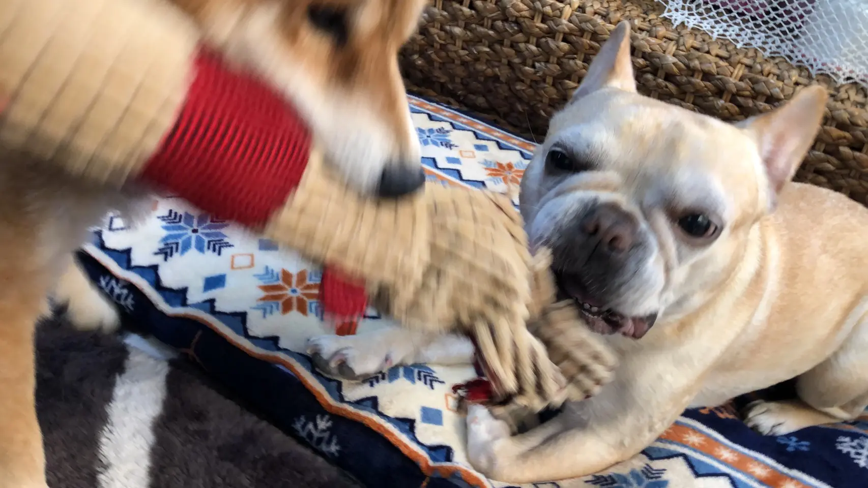 おもちゃの取り合いをする犬・まつこ
