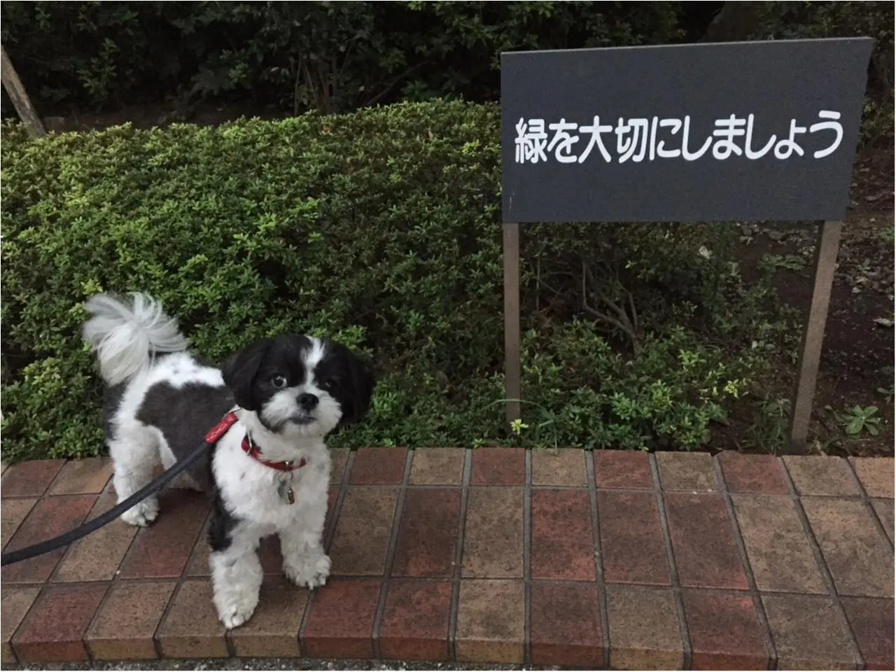 本日のわんこ アイビーくん シーズー×マルチーズのミックス_1