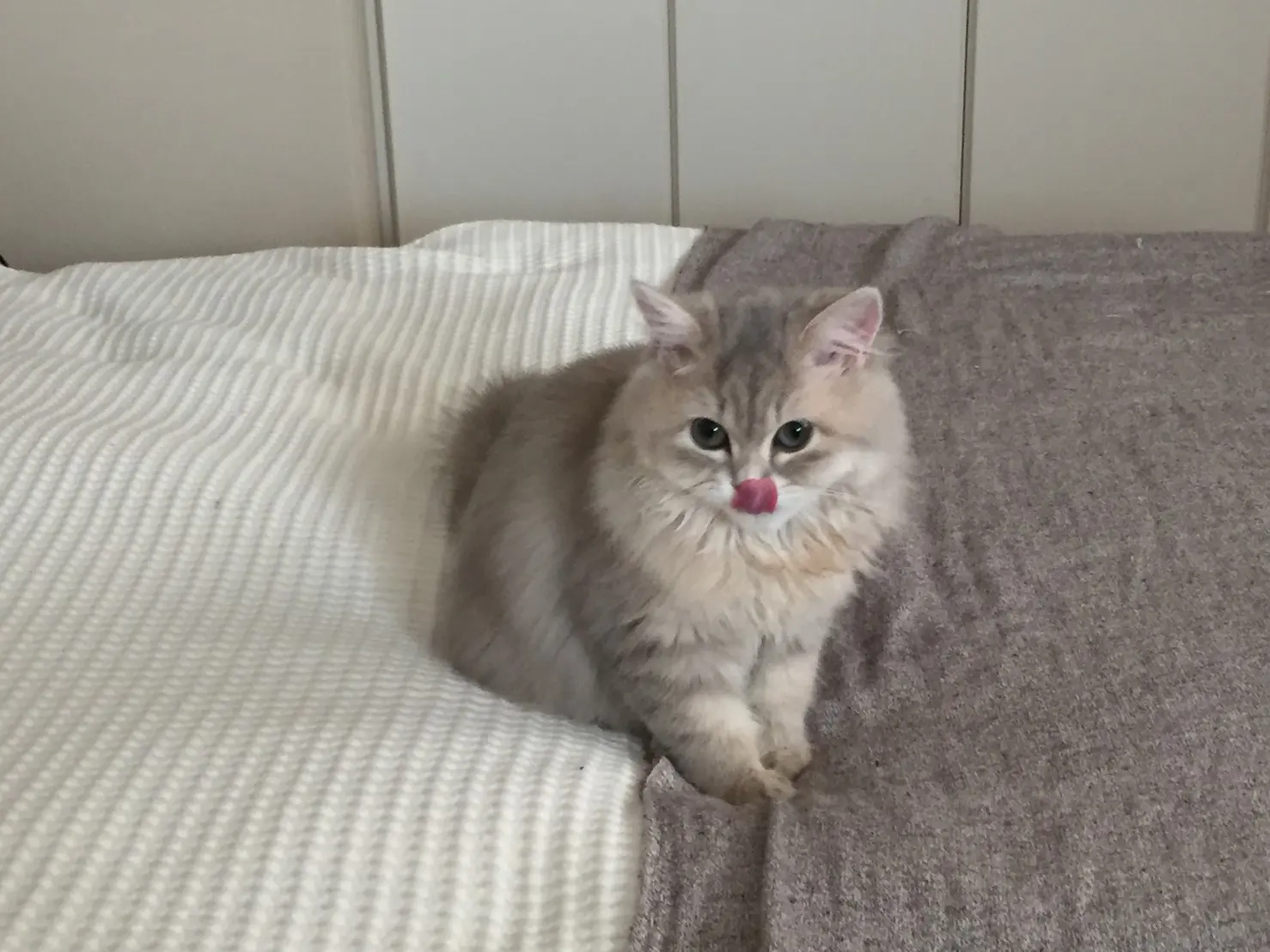 【今日のにゃんこ】子猫時代、舌べろりーんなココンちゃん。_1