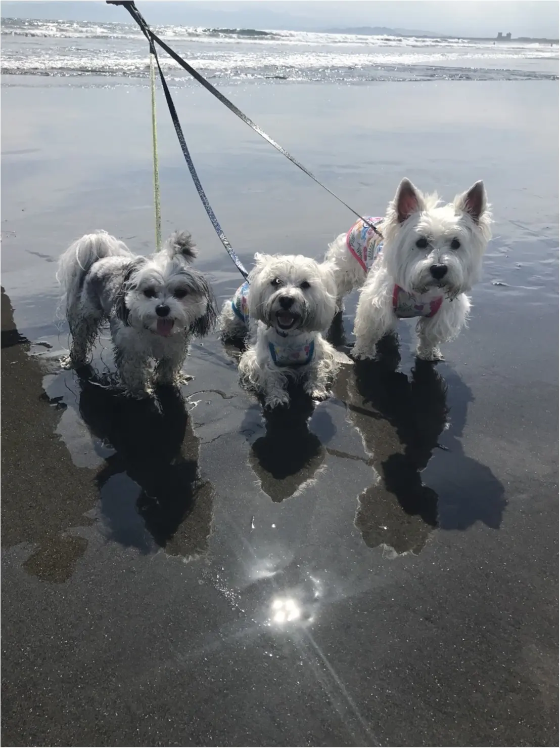 【今日のわんこ】夏の思い出♪ お友達と海に来た太郎くん!_1
