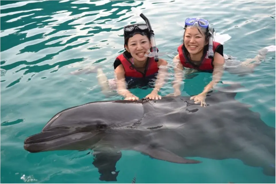 【travel】パラオでイルカに乗ろう~死ぬまでにやりたいことの1つ~_6