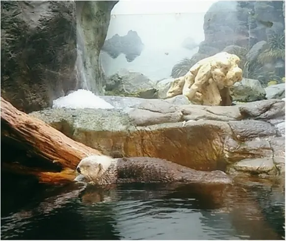 とっても可愛い!【海遊館】でペンギンの赤ちゃんが生まれましたよ!!(443 まゆ_9