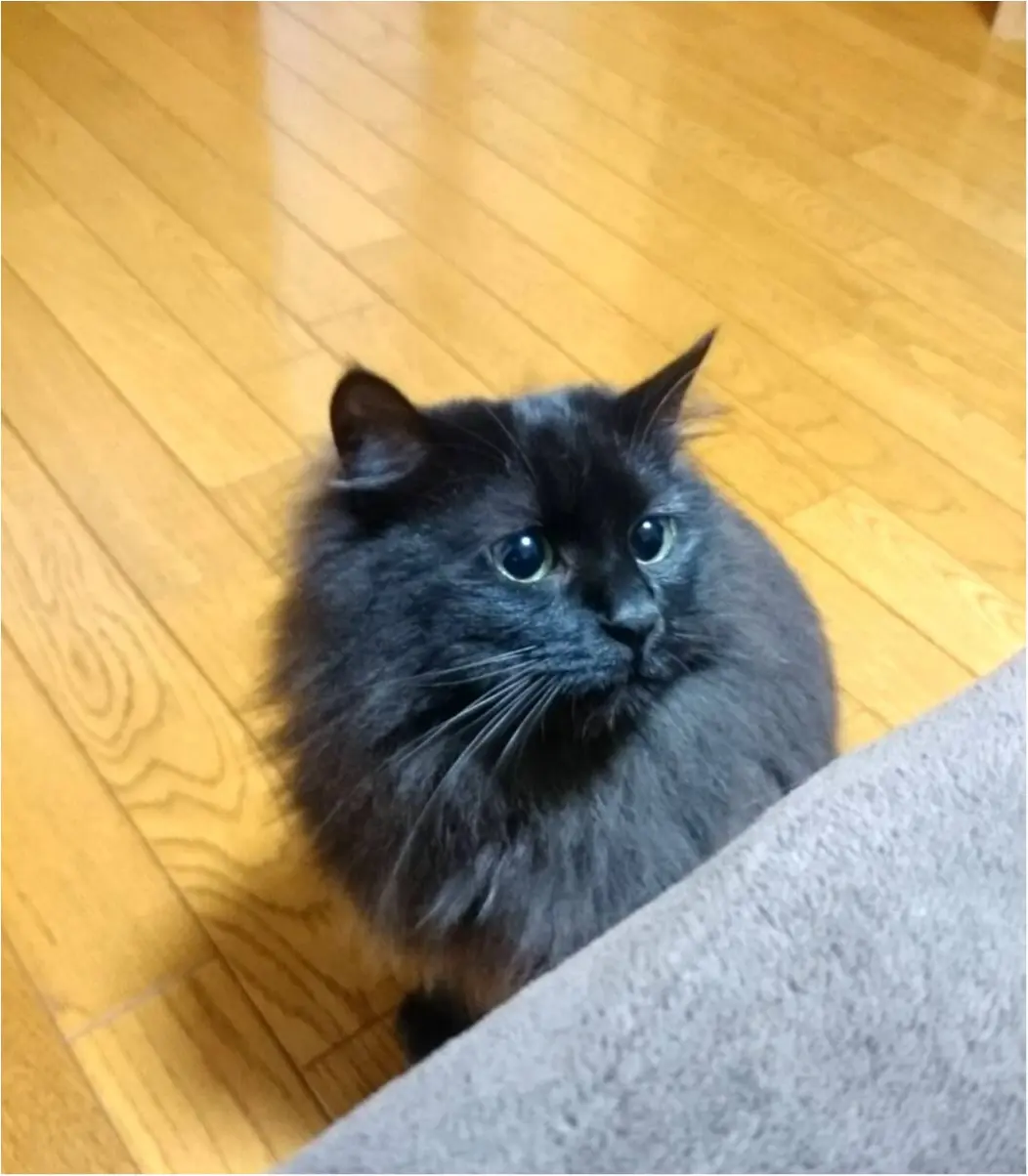 【今日のにゃんこ】びっくり! 目が真ん丸になったゆらちゃん_1