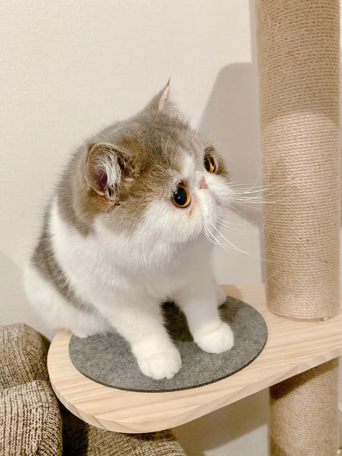 キャットタワーの1弾目に座ってぬいぐるみのようなこたつくん