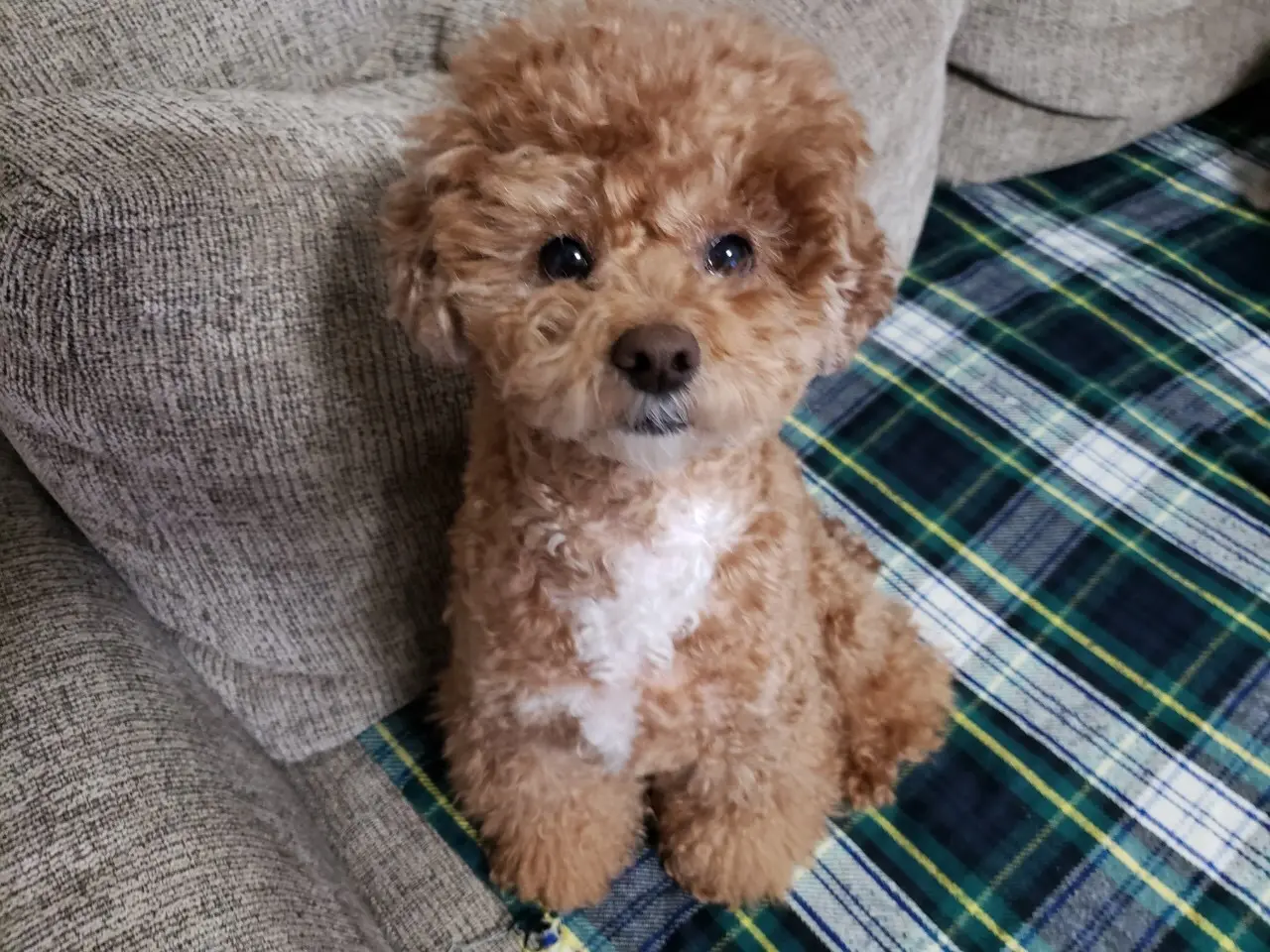 【今日のわんこ】まるでお人形みたい♡ ぽんたくん_1