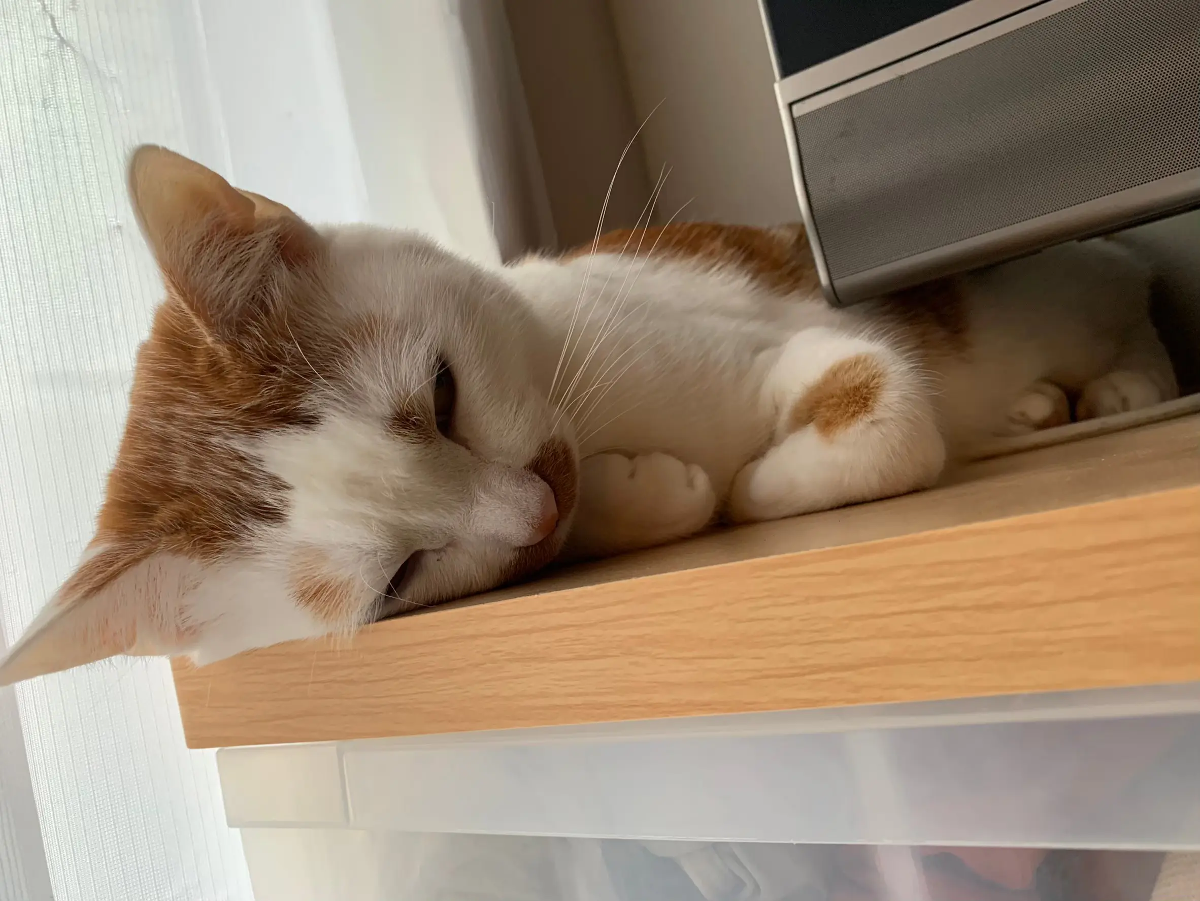 テレビの横でうとうとする猫・ラビくん