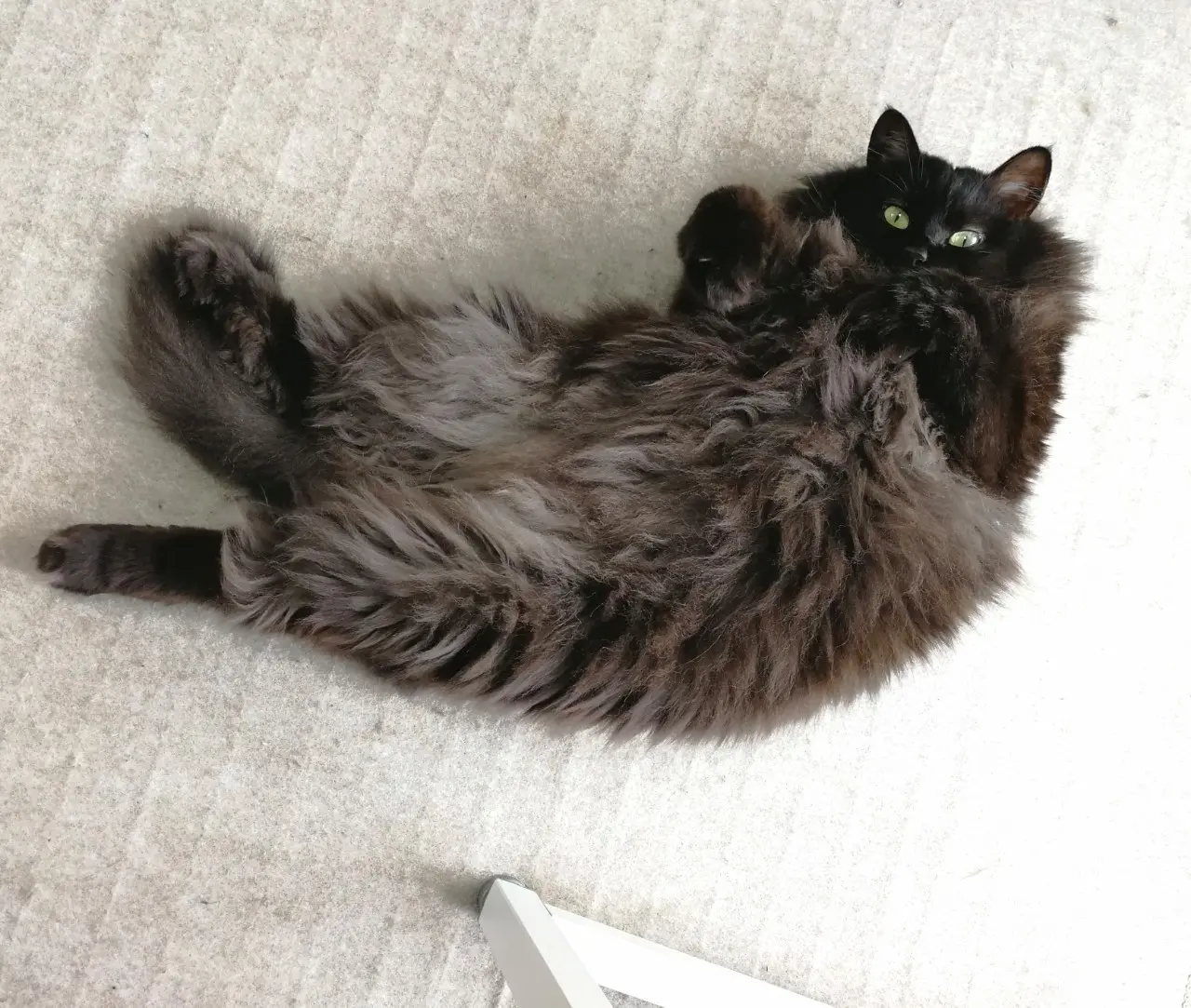 【今日のにゃんこ】ダラけてるけど、おねだりは全力!! なゆらちゃん。_1