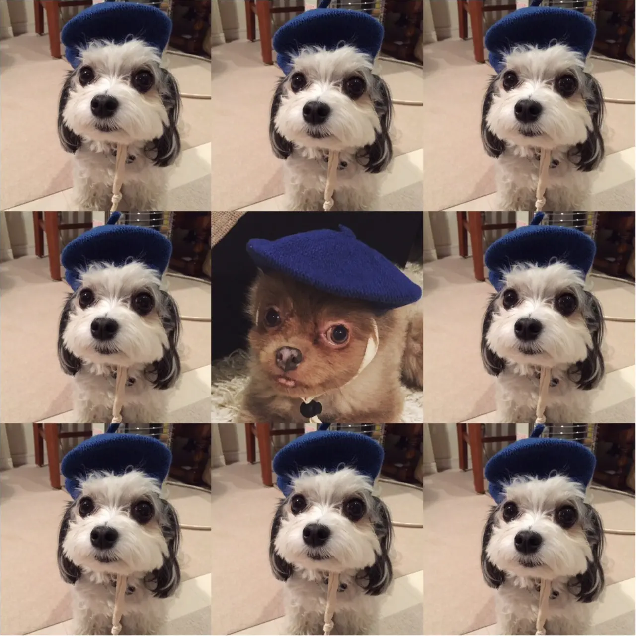 【今日のわんこ】芸術家気分♪ ベレー帽をかぶった太郎くん&お友達_1